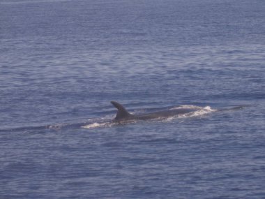Yunus denizde yüzüyor