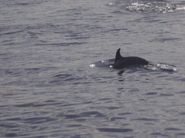 Yunus denize atlıyor