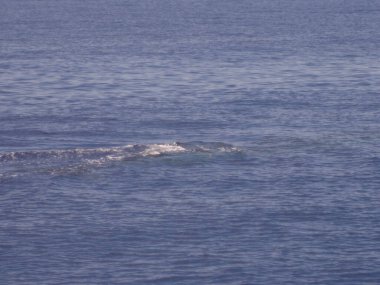 Doğa arka planında güzel manzara