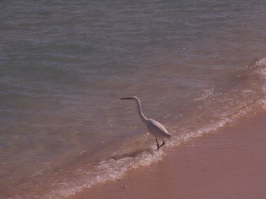 Seagull Beach