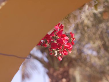 Bahçedeki güzel çiçekler