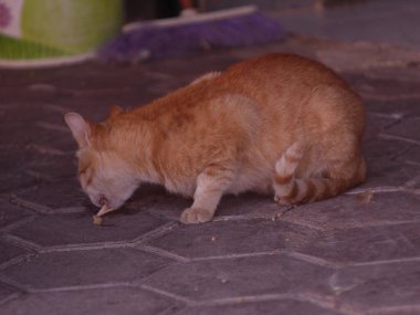 Kedi sokakta yemek yiyor.