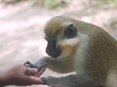 Hayvanat bahçesindeki maymun