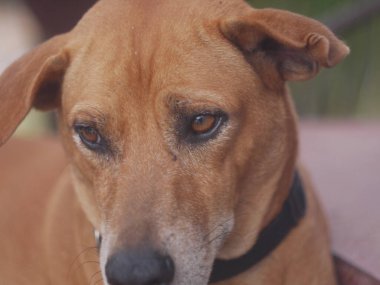 Köpek kıpkırmızı. Kıllı köpek.