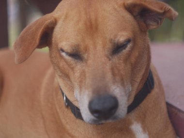 Parktaki köpek