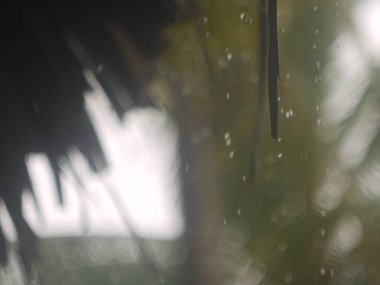 Ağaçtaki yapraklar bulanık