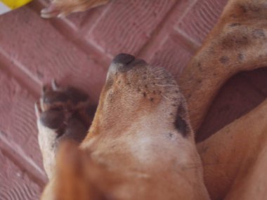 Şirin köpek yerde yatıyor.