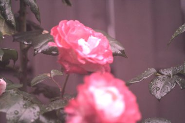 Bahçedeki güzel çiçekler