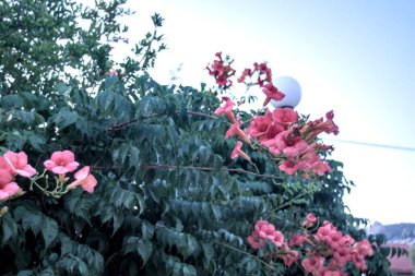 Bahçedeki güzel çiçekler