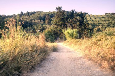 Ormanın güzel manzarası