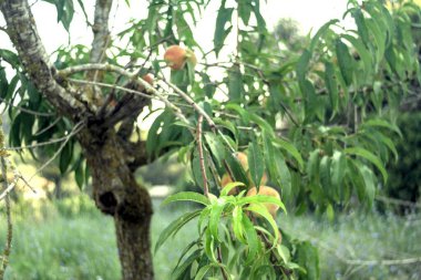 Meyveleri ve yaprakları olan bir ağaç.