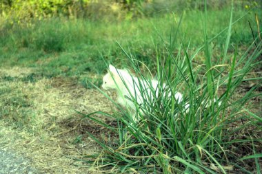 Bahçedeki beyaz kedi