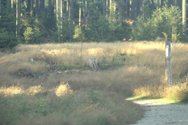 Sonbahar Orman ve ağaç