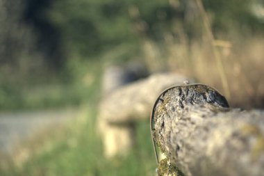Ormandaki bir ağaç gövdesinin yakın çekimi.