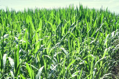 Mısır tarlası, tarım arazisi