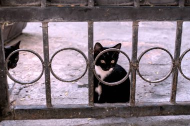 Bahçedeki kafeste bir kedi