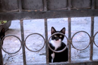 Siyah kedi şehirde bir sokakta oturuyor.