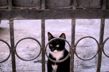 Beyaz arka planı olan siyah bir kedi.
