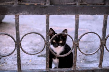 Terk edilmiş bir kedinin yakın çekimi.