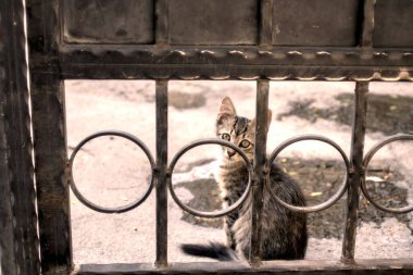 Hayvanat bahçesindeki kedi