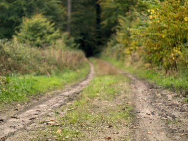 Sonbahar ormanında yol