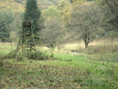 Alman Ormanında Sonbahar