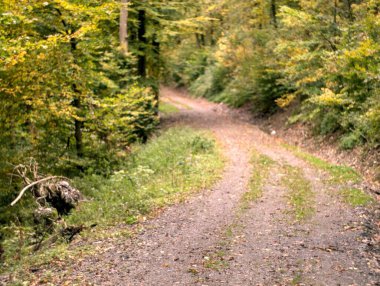 Ormandan geçen yolun dikey görüntüsü.