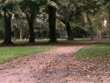 Sabah yeşil çimlerle, devrilmiş ağaçlarla ve banklarla park et.