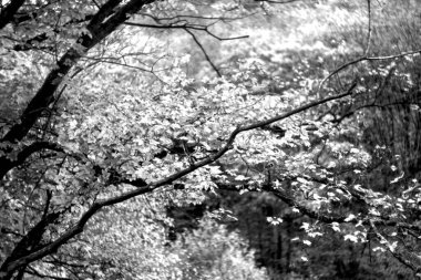 Ormandaki ağaç dalları