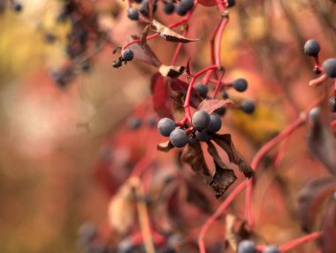 kırmızı meyveler bir ağaç dalında