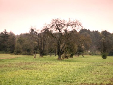 Ormanda yeşil ağaçlar