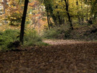 Ormanlı bir yol