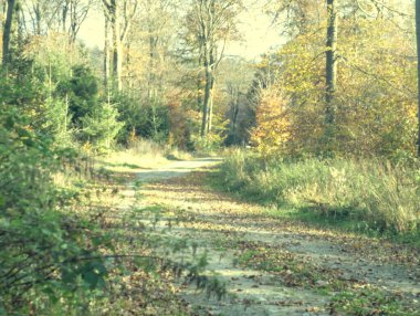 Ağaçlar ve yapraklarla dolu sonbahar ormanı