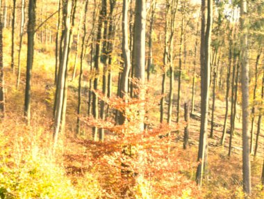 Dağlarda sonbahar ormanı