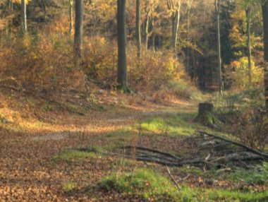 Ormandaki bir yolun güzel bir görüntüsü.