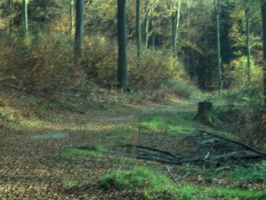 Parktaki orman yolu, sonbahar