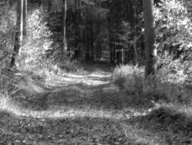 Gri tonlu güzel bir çam ağacı resmi.