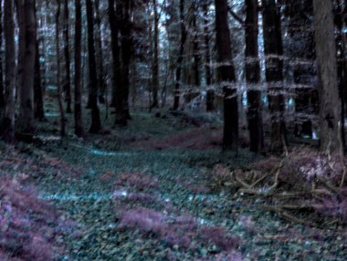 Arka planda orman ve ağaçlar