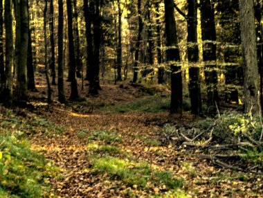 Sonbahar yaprakları, sonbahar mevsimi ve doğa