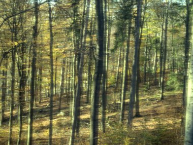Dağlarda sonbahar ormanı