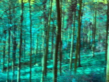 Akşamları güzel bir orman.