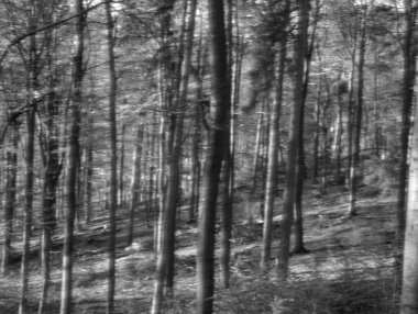 Bir ormanın, ağaçların ve yaprakların siyah beyaz fotoğrafçılığı