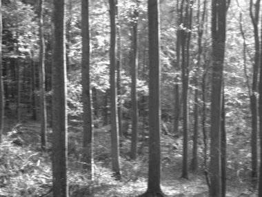 black and white photo of forest trees and leaves