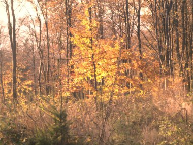 Sonbahar ormanı sabahları