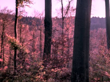 Sonbahar ormanı sabahları