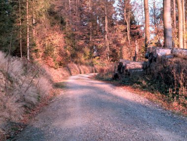 Ormanın güzel manzarası