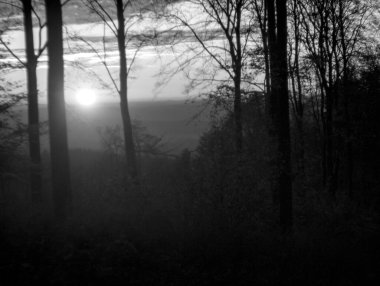 Ağaçlar ve ormanlarla dolu güzel bir manzara.