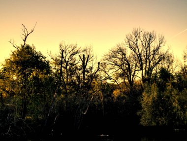 Ormanda güzel bir gün batımı