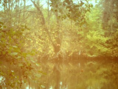 Sabahları ormanın güzel manzarası