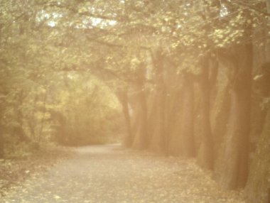 Ağaçlar ve yapraklarla dolu güzel bir sonbahar ormanı